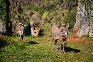 The Grevy s zebra Equus grevyi, sometimes known as the imperial zebra, is the largest species of zebra. It is found in the masai mara reserve in kenya africa photo