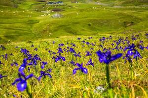 azul flores campo en un montar Pendiente foto