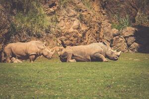 African rhinoceroses Diceros bicornis minor on the Masai Mara National Reserve safari in southwestern Kenya. photo