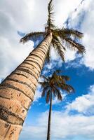 un imagen de dos bonito palma arboles en el azul soleado cielo foto