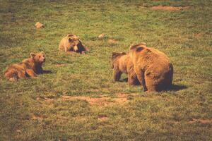 Bears herd in the nature photo