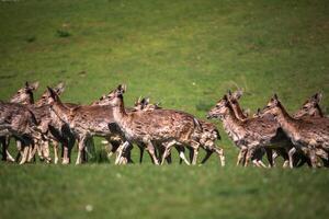 un Hora de verano ver de un manada de barbecho ciervos dama dama en el verde prado. estos mamíferos pertenecer a a el familia cérvidos foto