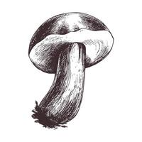 Forest edible mushroom boletus with moss on a stem. Graphic botanical illustration hand drawn in brown ink. For recipes, packaging, autumn festival, harvest. Isolated object vector