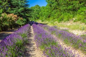 provence - lavanda campo en el Gordes ,Francia foto