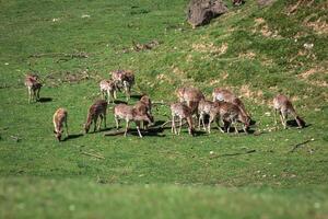 un Hora de verano ver de un manada de barbecho ciervos dama dama en el verde prado. estos mamíferos pertenecer a a el familia cérvidos foto