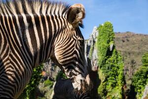 A beautiful African zebra in his natural environment photo