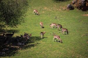 A summertime view of a herd of fallow deers Dama dama on the green meadow. These mammals belong to the family Cervidae photo