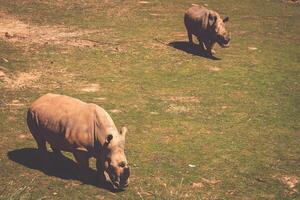 African rhinoceroses Diceros bicornis minor on the Masai Mara National Reserve safari in southwestern Kenya. photo