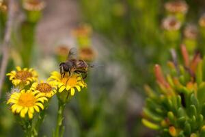 Honey Bee on Yellow Flower, Close Up Macro photo