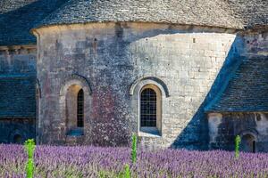 Lavender in front of the abbaye de Senanque in Provence photo