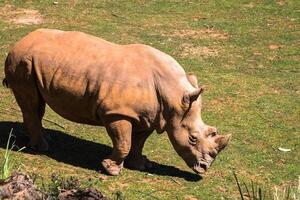 Rhinoceros, Lake Nakuru National Park, Kenya, Ceratotherium photo