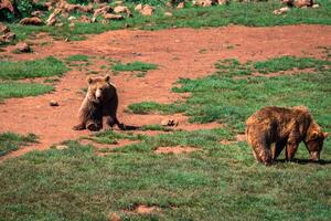 Bears herd in the nature photo