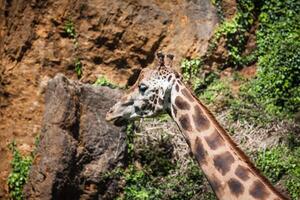 Eating giraffe on safari wild drive photo