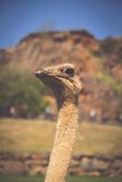 Curious african ostrich walking in the paddock at the ostrich farm. Ostrich Farm photo