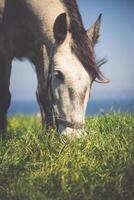 beautiful light horse grazes on meadow by autumn photo