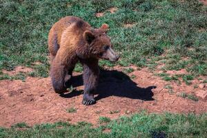 North American Grizzly Bear at sunrise in Western USA photo