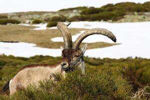 berbería oveja o muflón, soltero animal en pie en césped, montaña de gredos, España foto