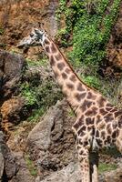 Eating giraffe on safari wild drive photo