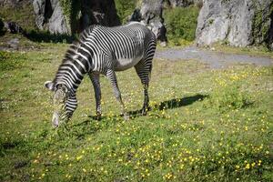 Grevy's Zebra, samburu national park, Kenya photo