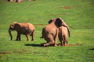 Elephants family on African savanna. Safari in Amboseli, Kenya, Africa photo