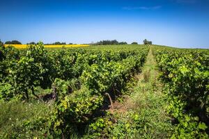 The vineyards along the famous wine route in Alsace, France photo