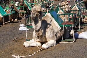 Camel in Lanzarote in timanfaya fire mountains at Canary Islands photo