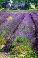 Lavender in front of the abbaye de Senanque in Provence photo