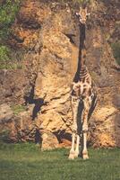 Eating giraffe on safari wild drive photo
