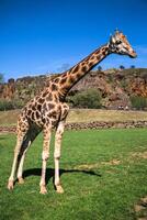 giraffes in the zoo safari park photo