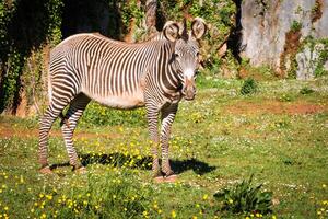 de grevy cebra, samburu nacional parque, Kenia foto