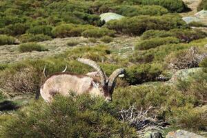 Barbary sheep or Mouflon, single animal standing on grass, mountain of gredos, Spain photo