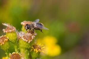 Honey Bee on Yellow Flower, Close Up Macro photo