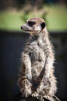 suricata, meercat surikate en pie vertical como centinela - suricata suricatta foto