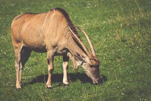 Goat in meadow. Goat herd photo