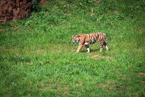 Amur Tigers on a geass in summer day photo