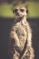 Meerkat, Meercat Surikate standing upright as Sentry - Suricata suricatta photo