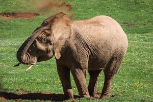 African Elephant in savannah photo