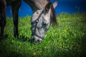 beautiful light horse grazes on meadow by autumn photo