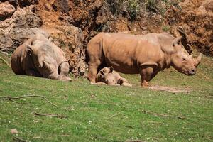 africano rinocerontes diceros bicornis menor en el masai mara nacional reserva safari en del suroeste Kenia. foto
