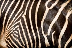 Natural texture of the skin of an African zebra. photo