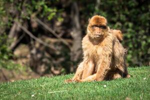 Closeup of barbary macaque monkey in Gibraltar photo