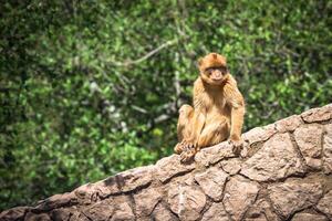 Closeup of barbary macaque monkey in Gibraltar photo