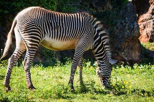 A beautiful African zebra in his natural environment photo
