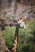 Eating giraffe on safari wild drive photo