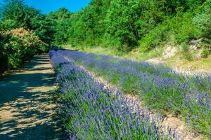 jardín flores lavanda vistoso antecedentes foto