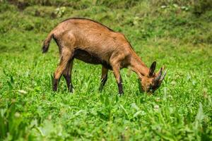 Goat on the green summer meadow photo