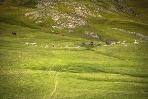 horse herd pasture at green meadow in the mountains,France photo