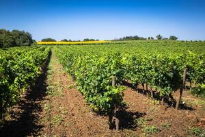el viñedos a lo largo el famoso vino ruta en alsacia, Francia foto