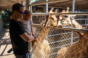 The girl's hand was giving food to the giraffe in the zoo. Father and little daughter feeding animal. Travel concept photo