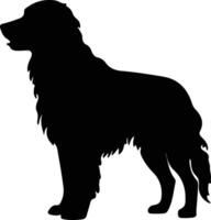 Kuvasz  silhouette portrait vector